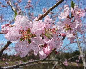 Branches and Blossoms Puzzle featuring breathtaking pink blossoms with a backdrop of deep blue sky.