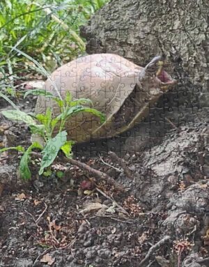A box turtle yawning at the base of an ornamental pear that made a rare Yawning Turtle Jigsaw Puzzle.
